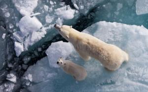 Polar Bears on Ice wallpaper thumb