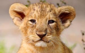 Lion Cub Portrait wallpaper thumb