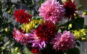 Dahlias, red and pink flowers wallpaper thumb