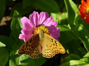 pretty butterfly on pink flower beautiul gorgeous HD wallpaper thumb