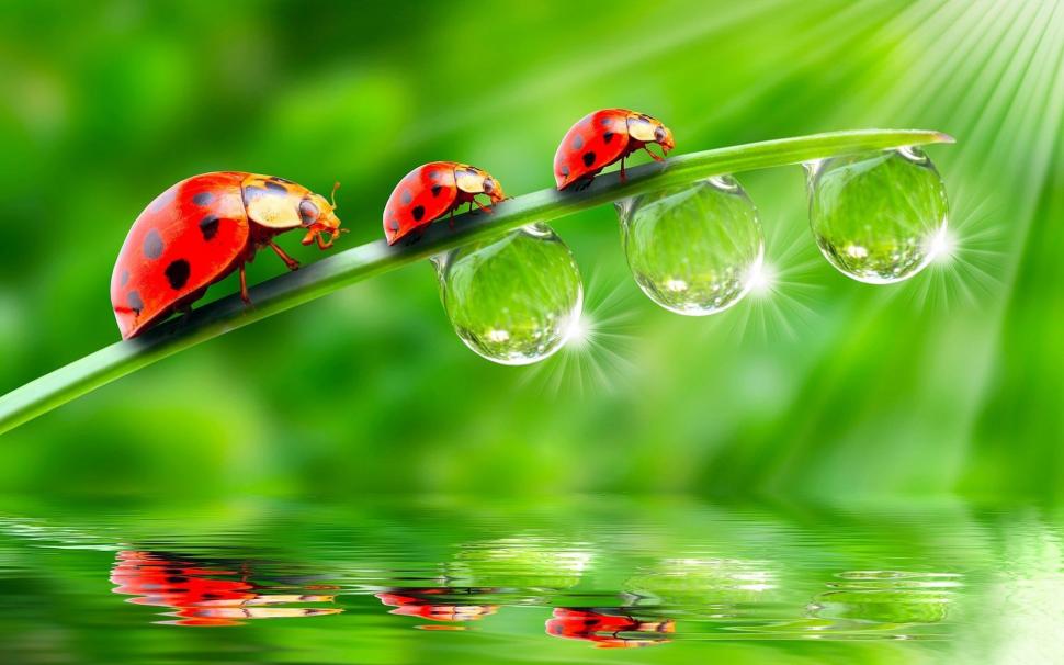 Three ladybugs on green leaves, drops of water wallpaper,Three HD wallpaper,Ladybug HD wallpaper,Green HD wallpaper,Leaves HD wallpaper,Drops HD wallpaper,Water HD wallpaper,1920x1200 wallpaper