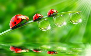 Three ladybugs on green leaves, drops of water wallpaper thumb
