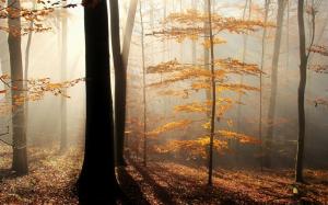 Fog, trees, leaves, sun rays, autumn wallpaper thumb