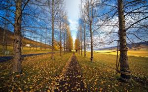 Autumn trees road, yellow leaves wallpaper thumb