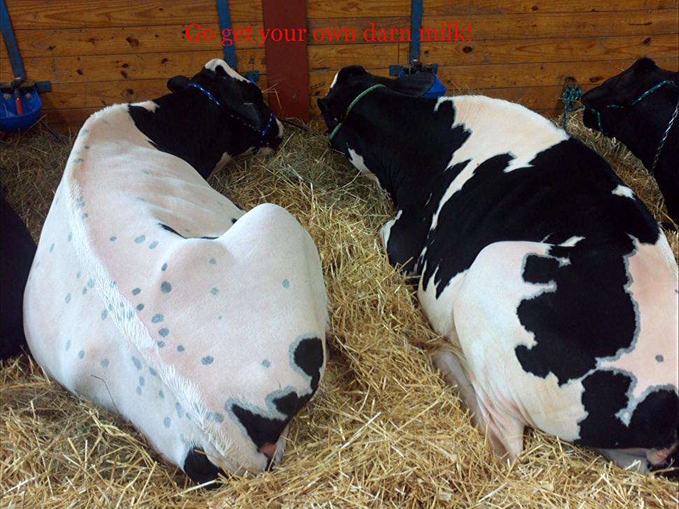 Cows On Strike wallpaper,cows HD wallpaper,milk HD wallpaper,animals HD wallpaper,farm HD wallpaper,2048x1536 wallpaper