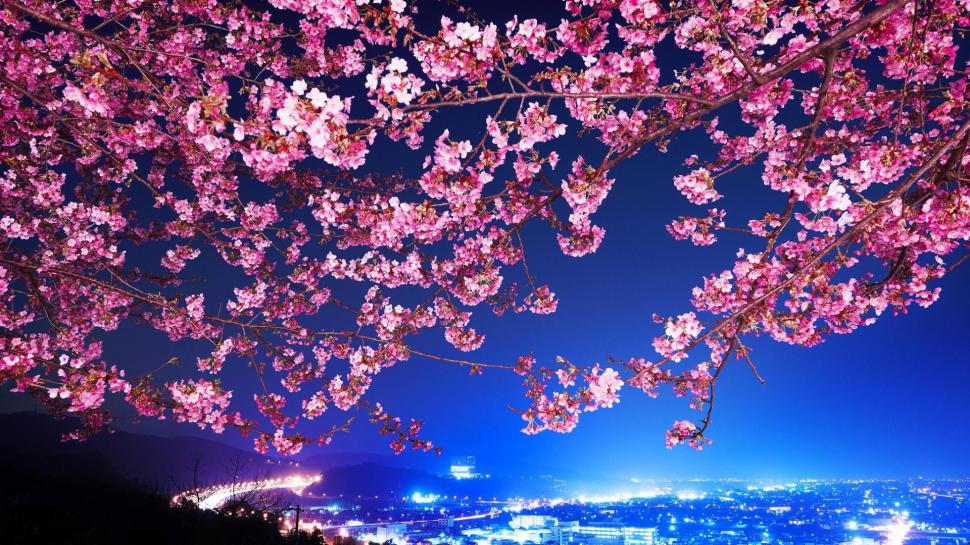 Lovely Cherry Blossoms wallpaper,cherry blossoms HD wallpaper,nature HD wallpaper,blooms HD wallpaper,flowers HD wallpaper,nature & landscapes HD wallpaper,1920x1080 wallpaper