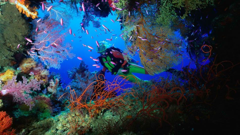 Sea Life Ocean Diver Fish Coral HD wallpaper,animals HD wallpaper,ocean HD wallpaper,sea HD wallpaper,life HD wallpaper,fish HD wallpaper,diver HD wallpaper,coral HD wallpaper,1920x1080 wallpaper