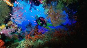 Sea Life Ocean Diver Fish Coral HD wallpaper thumb