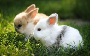 depth of field, rabbits, animals, white rabbite, grass, friends, cute wallpaper thumb