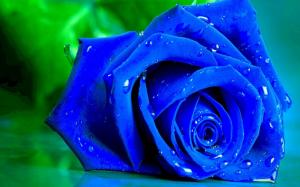 Blue Rose wallpaper thumb