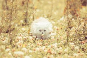 kitten, fluffy, grass, flowers, run wallpaper thumb