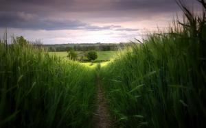 Road in field with grass wallpaper thumb