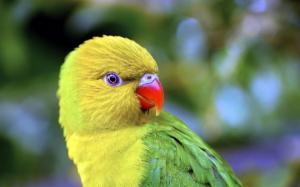 Yellow-headed Amazon parrot wallpaper thumb