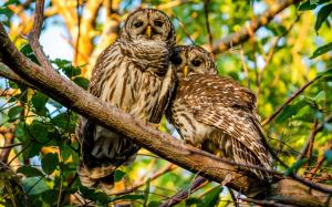 Mottled owl, couple, branches wallpaper thumb
