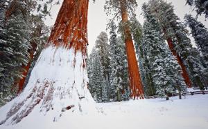 Winter, snow, redwood, tree, forest wallpaper thumb