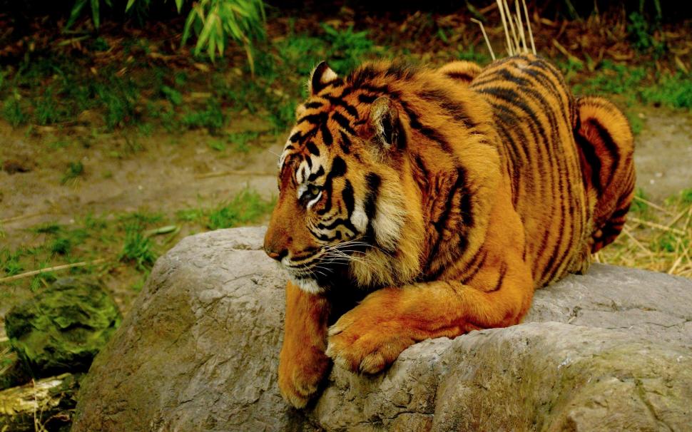Relaxing Bengal Tiger wallpaper,tiger HD wallpaper,wild HD wallpaper,bengal HD wallpaper,animals HD wallpaper,1920x1200 wallpaper