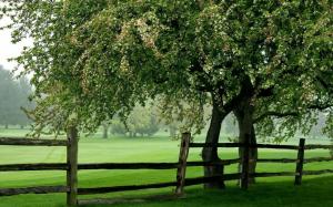 Green Meadow Tree Fence wallpaper thumb
