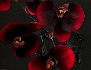 burgundy orchid wallpaper thumb