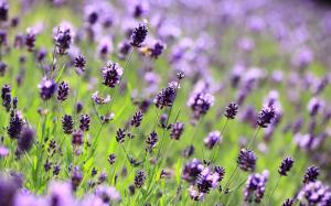 Lavender purple flowers, field, meadow, blurred close-up wallpaper thumb