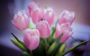 Pink tulips, bouquet flowers, blur background wallpaper thumb