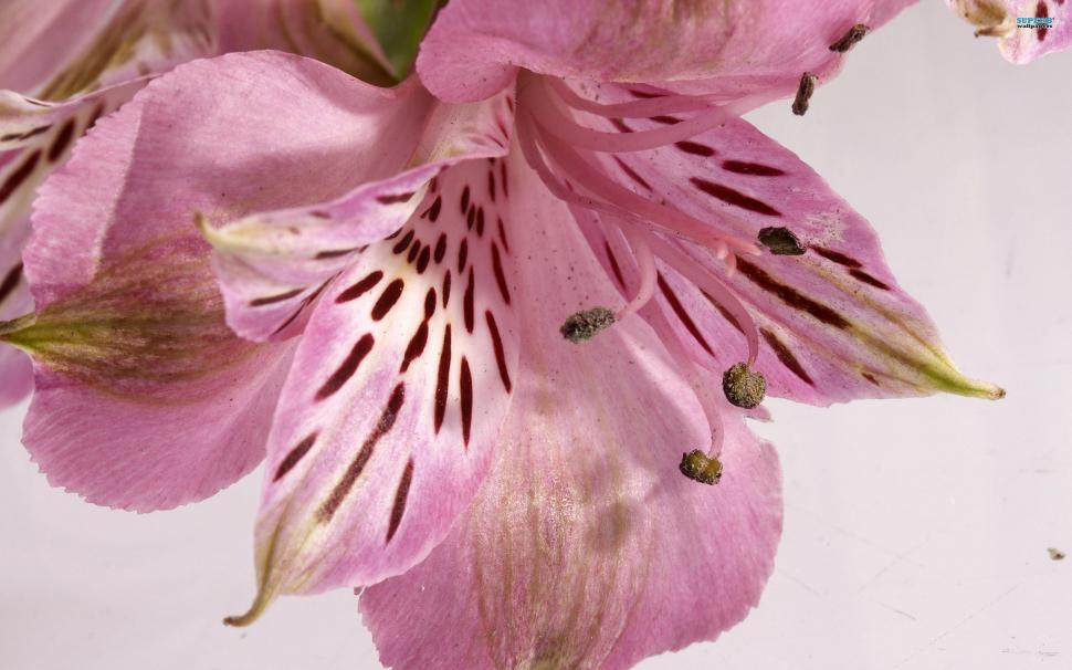 Lily's Closeup wallpaper,flower HD wallpaper,petals HD wallpaper,beautiful HD wallpaper,lily HD wallpaper,pink HD wallpaper,nature & landscapes HD wallpaper,2560x1600 wallpaper
