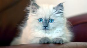 kitten, fluffy, blue-eyed wallpaper thumb