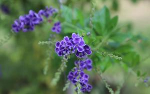 Purple flowers, inflorescence, blurring wallpaper thumb