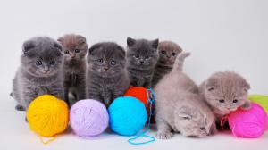 Cute kittens with ball of yarn wallpaper thumb