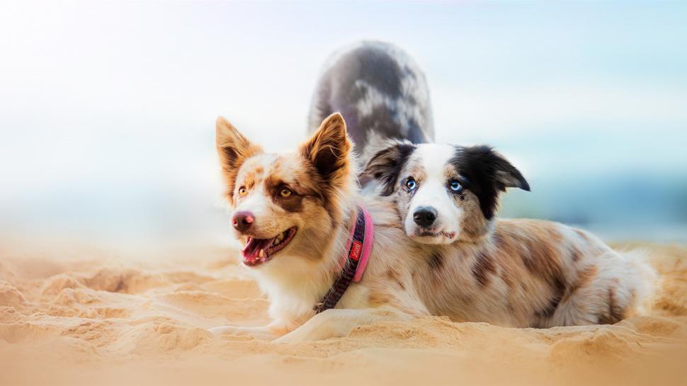Two dogs in the beach wallpaper,Two HD wallpaper,Dogs HD wallpaper,Beach HD wallpaper,1920x1080 wallpaper
