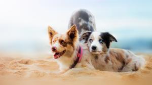Two dogs in the beach wallpaper thumb