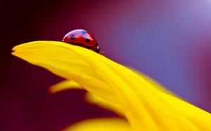 Yellow flower petal, insect ladybug wallpaper thumb