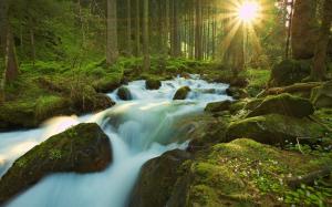 Sun Sunlight Timelapse Stream Waterfall Moss Forest Trees HD wallpaper thumb