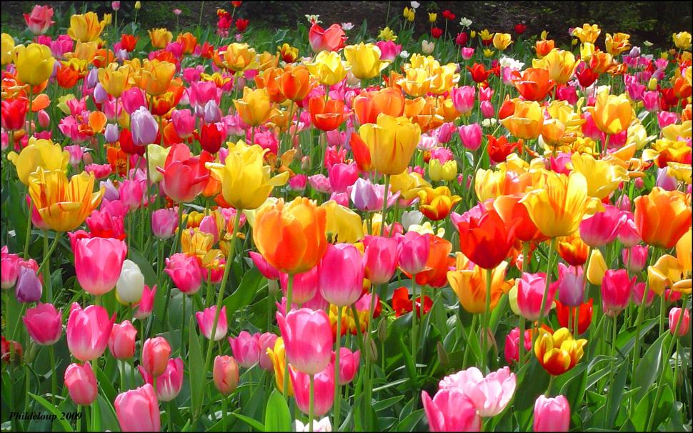 Colorful Tulip  For Desktop wallpaper,colorful HD wallpaper,flowers HD wallpaper,netherland HD wallpaper,park HD wallpaper,tulip HD wallpaper,1920x1200 wallpaper