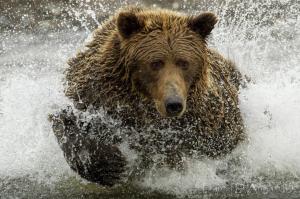 *** Bear Hunting ...*** wallpaper thumb