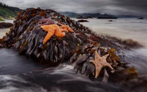 Beach Of Sealife Starfish wallpaper thumb