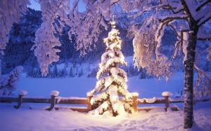 fur-tree, fires, snowdrifts, snow, christmas, new year, tree wallpaper thumb
