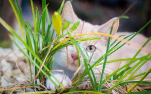 White kitten hidden in grass wallpaper thumb