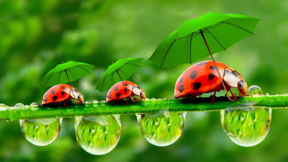 Creative pictures, water droplets, dew, ladybugs, umbrellas wallpaper,Creative HD wallpaper,Pictures HD wallpaper,Water HD wallpaper,Droplets HD wallpaper,Dew HD wallpaper,Ladybugs HD wallpaper,Umbrellas HD wallpaper,2560x1440 wallpaper