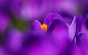 Flower macro photography, purple crocus, petals wallpaper thumb