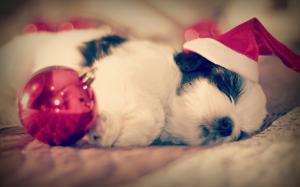 Shih Tzu, dog sleep, Christmas wallpaper thumb