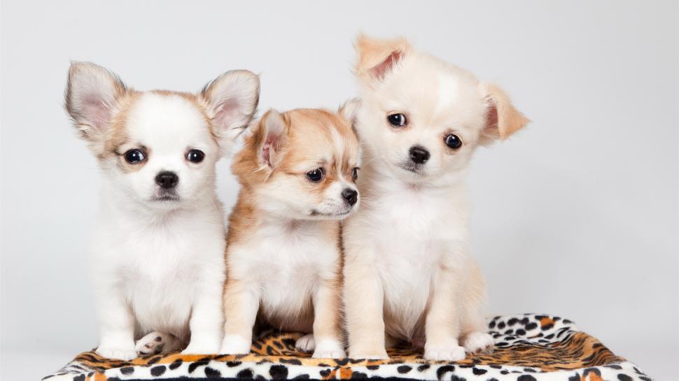 Three dogs, cute wallpaper,Three HD wallpaper,Dogs HD wallpaper,Cute HD wallpaper,2560x1440 wallpaper