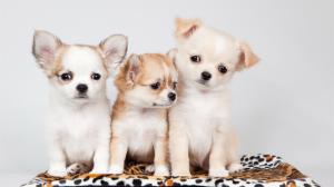 Three dogs, cute wallpaper thumb