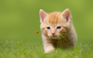 Kitten hunting insect wallpaper thumb