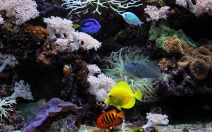 Aquarium HD wallpaper thumb