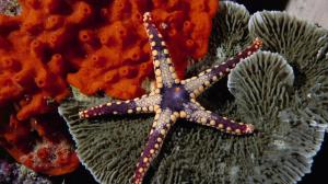 Starfish wallpaper thumb