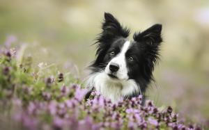 Cute dog, border collie, eyes, flowers wallpaper thumb