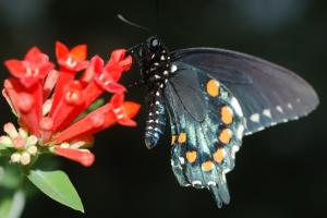 Pipevine Swallowtail On Butterfly wallpaper thumb