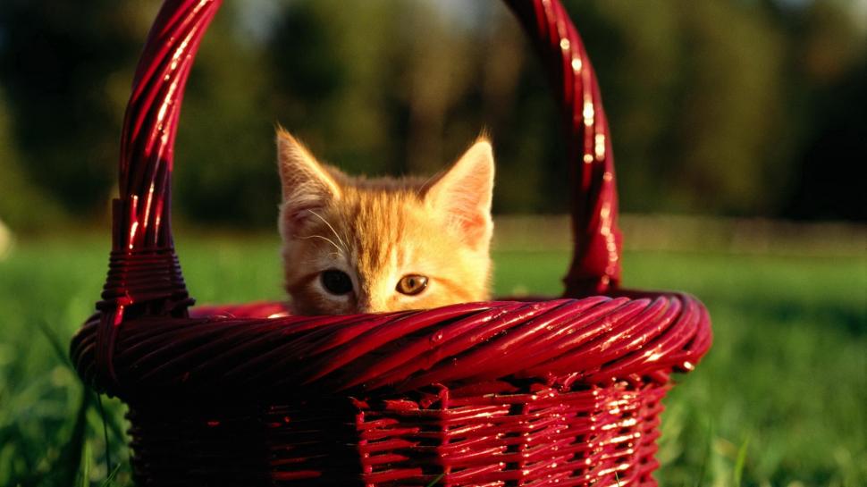 A Orange Kitten In A Red Basket wallpaper,kitten HD wallpaper,feline HD wallpaper,basket HD wallpaper,animals HD wallpaper,1920x1080 wallpaper