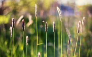 Summer grass, insect, spikes, flare, bokeh wallpaper thumb