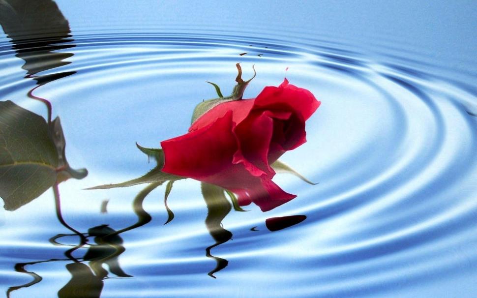 Water Red Rose Wallpaper Hd